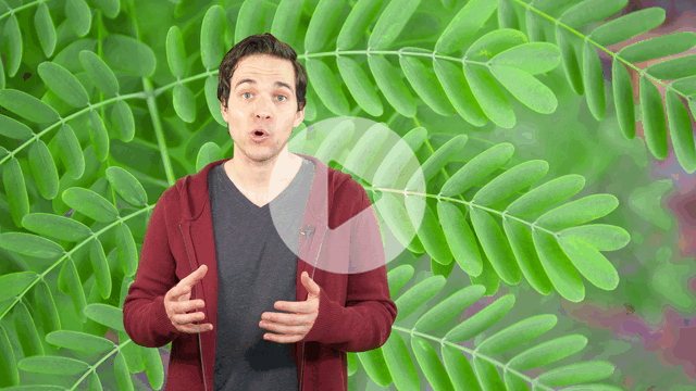 Click to see why Dictionary.com chose 'pinnate' as the Word of the Day.